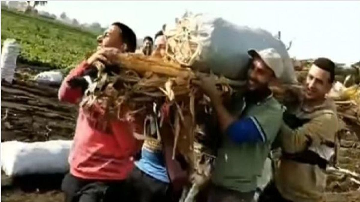 شوخی جالب کشاورزان با گرانی سیب‌زمینی + فیلم