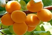 هسته زردآلو را نخورید؟