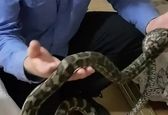 لحظه وحشتناک حمله مارها به اتاق خواب+ فیلم