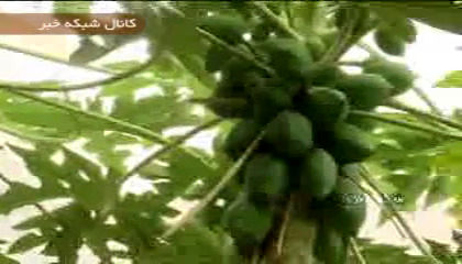 میوه لوکس هاوایی در یزد +عکس